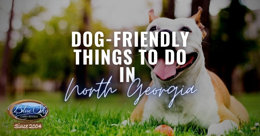 The Best Dog-Friendly Things to Do in North GA | Blue Sky Cabin Rentals